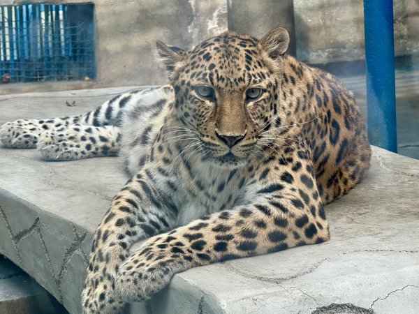涨配资 四川攀枝花“豹警官”升任“豹局长” “花局”送祝福：期待一起撒欢吃水果