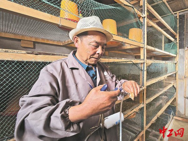 忠泰策略 跟着劳模去上班丨陈锡洪：72岁“新农人”和他的“凤凰传奇”