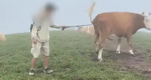 金谷子 游客喂牛肉干、敲打牛屁股遭牛群“踩踏”？景区：疑似因其犬只引起