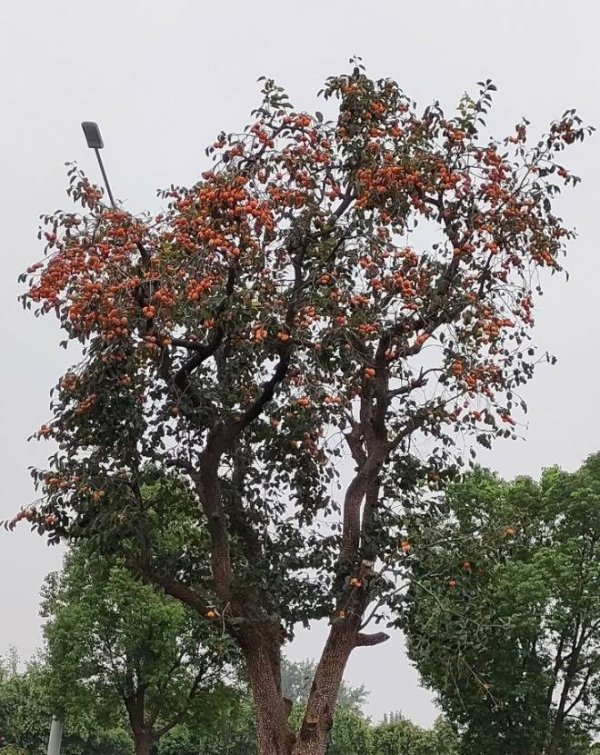 同花证券 阜阳一轿车行道违停摘柿子被处罚